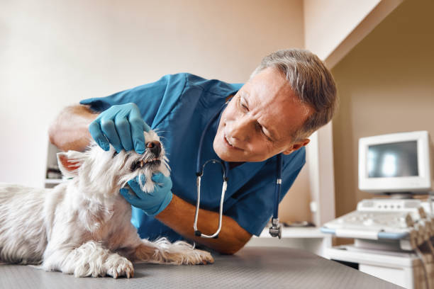 Best Pediatric Emergency Dentist in Archer Lodge, NC